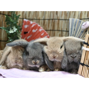 animal_image