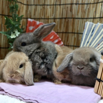 animal_image