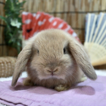 animal_image