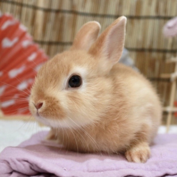 animal_image