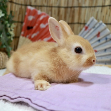 animal_image