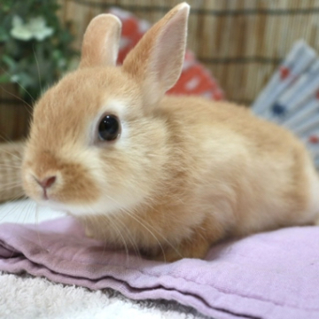 animal_image