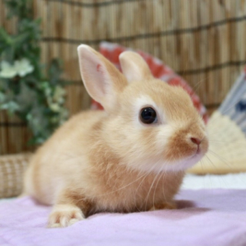 animal_image