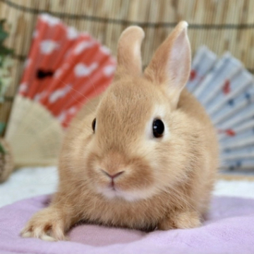 animal_image