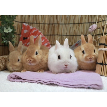 animal_image