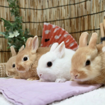 animal_image