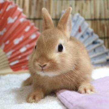 animal_image
