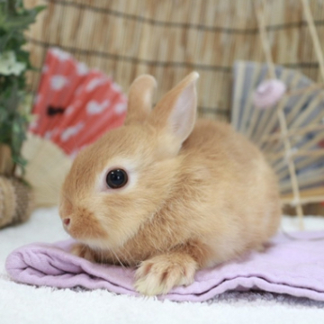 animal_image
