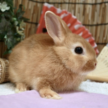 animal_image