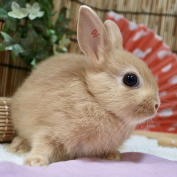 animal_image