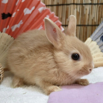 animal_image
