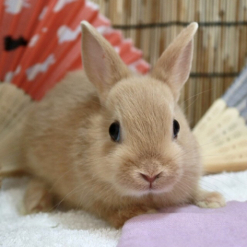 animal_image
