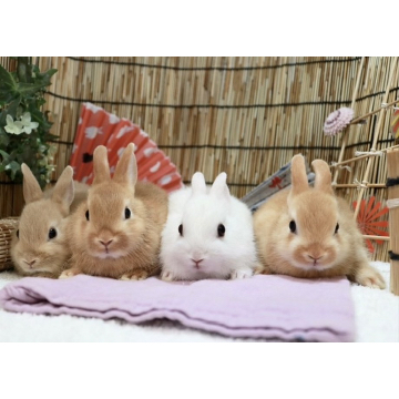 animal_image