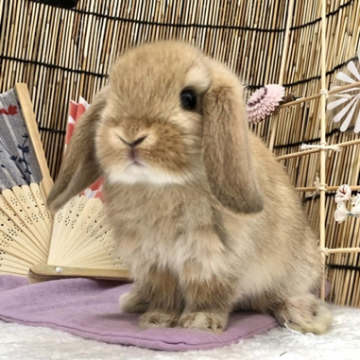 animal_image