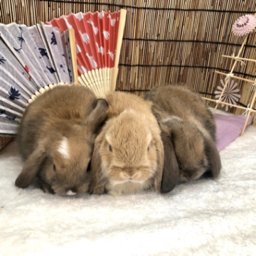 animal_image