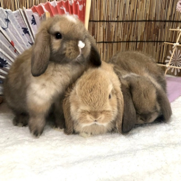 animal_image