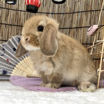 animal_image