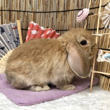 animal_image