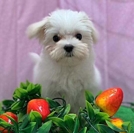 animal_image