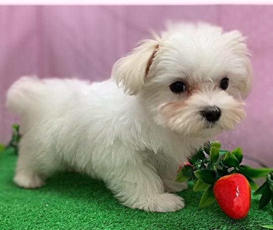 animal_image