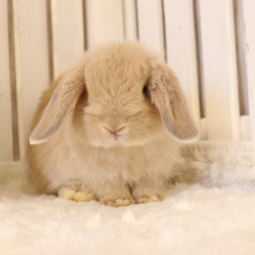 animal_image