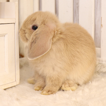 animal_image