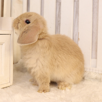 animal_image