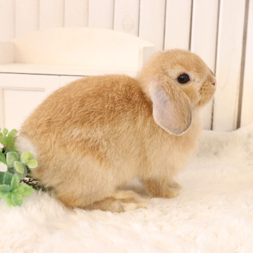 animal_image