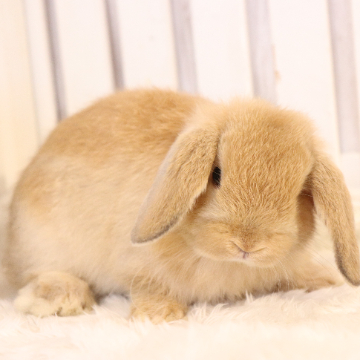 animal_image