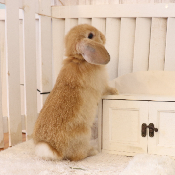 animal_image
