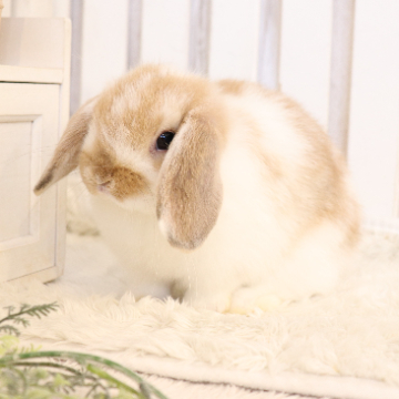animal_image