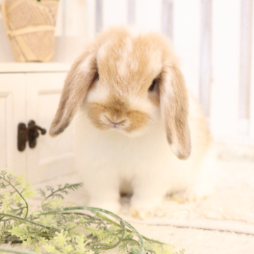 animal_image