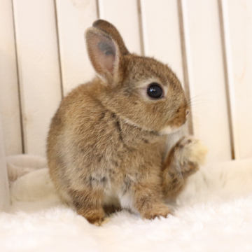 animal_image