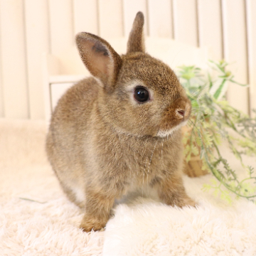 animal_image