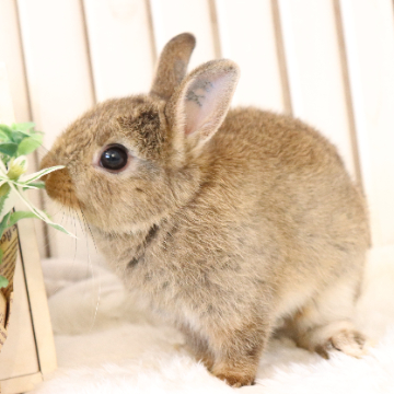 animal_image