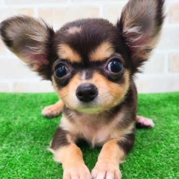 animal_image