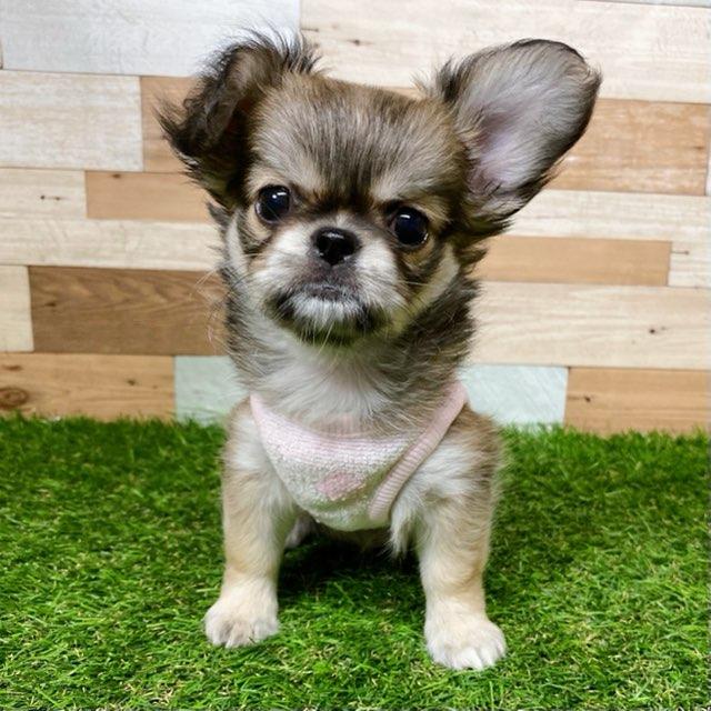 animal_image
