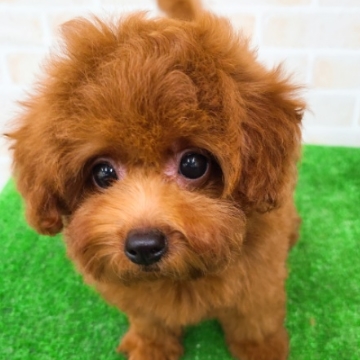 animal_image