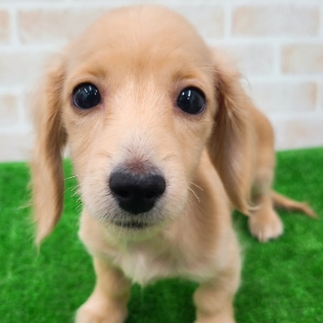 animal_image