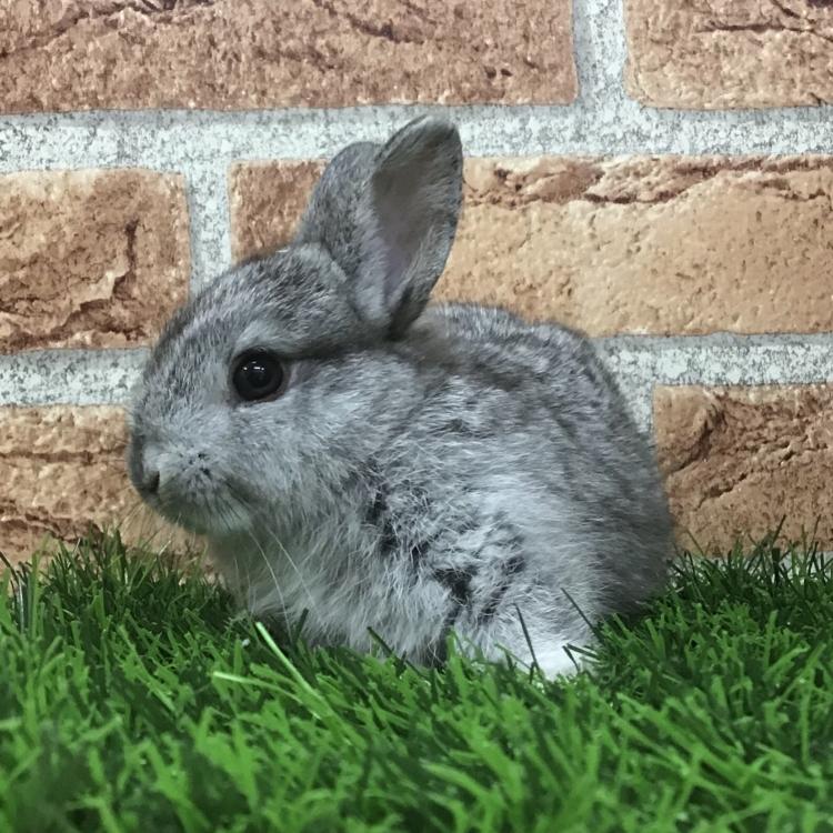 animal_image