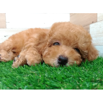 animal_image