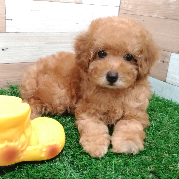 animal_image
