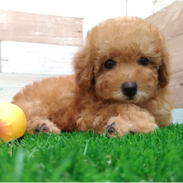 animal_image