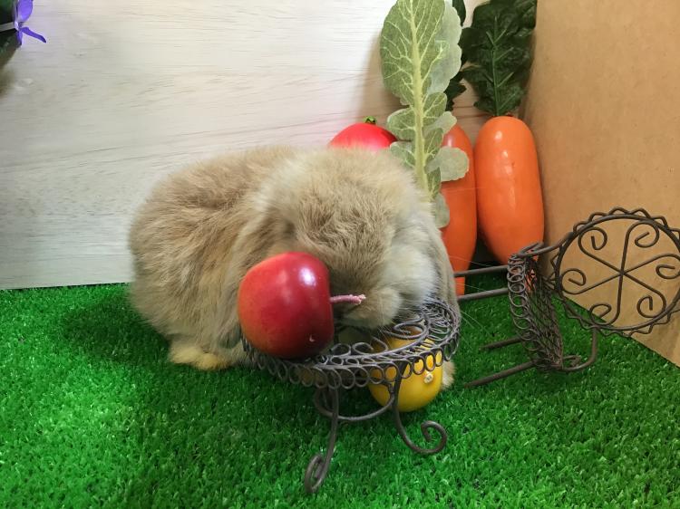 animal_image