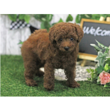 animal_image