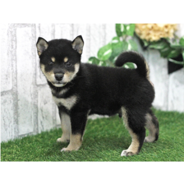 animal_image