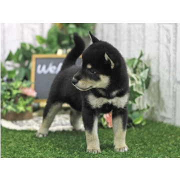 animal_image