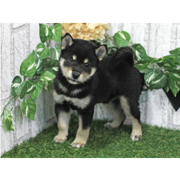 animal_image