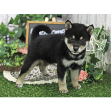 animal_image