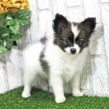animal_image